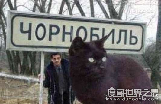 世界上最大的猫能有多大，726斤巨猫Angie现身乌克兰