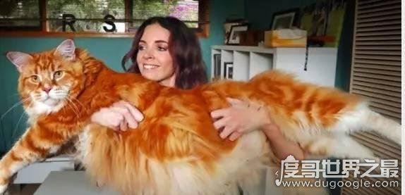 世界上最大的猫能有多大，726斤巨猫Angie现身乌克兰