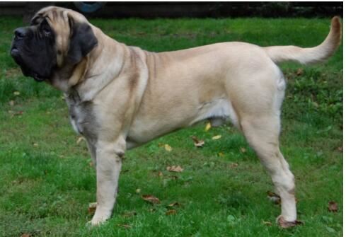 世界上名字最长的狗狗品种，哈士奇的全名竟多达11个字