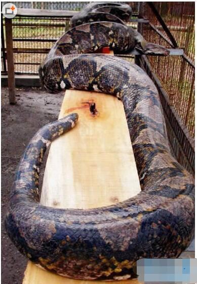 世界上真正的第一巨蛇，桂花巨蟒身长14.8米/重900斤