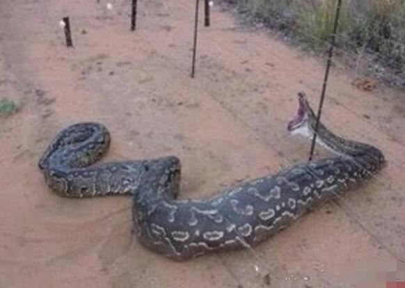 世界上真正的第一巨蛇，桂花巨蟒身长14.8米/重900斤