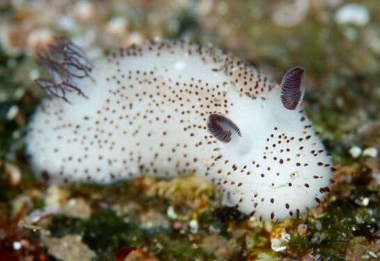 海蛞蝓就是海兔，萌萌哒外表却带有致命毒素