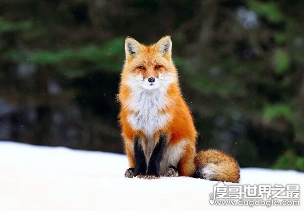 北极十大珍稀动物，最漂亮的北极狐拥有变幻莫测的颜色