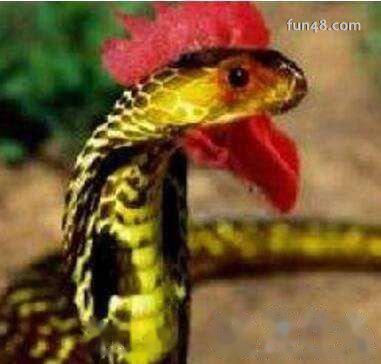 鸡冠蛇真的长鸡冠吗，鸡冠蛇中国古代最神秘的蛇