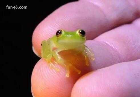 玻璃蛙是什么？为什么玻璃蛙可以看见其内脏！