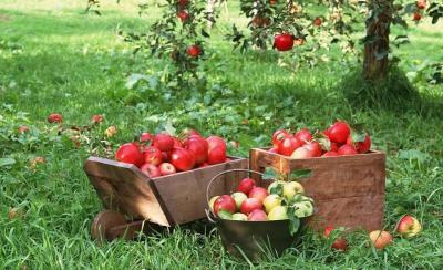 苹果的12种令人印象深刻的健康益处