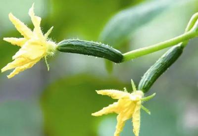 黄瓜的12种好处可能会改变您的生活