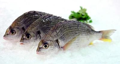 12种最佳食用鱼类