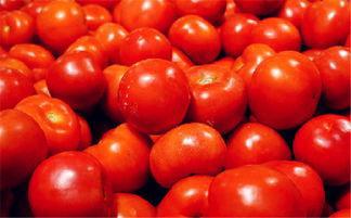 您需要了解的有关西红柿的所有知识