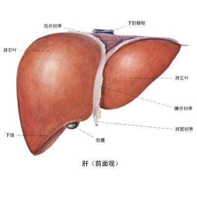 肝损伤的危害你知道吗？