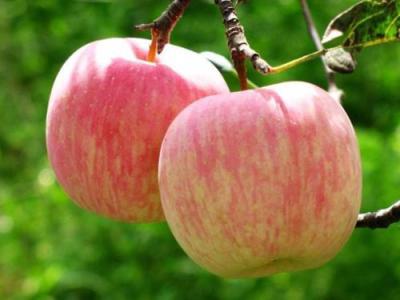 苹果也能帮助减肥吗？