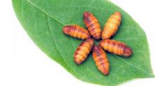 蚕蛹的功效有哪些？蚕蛹有补肾壮阳的作用吗？