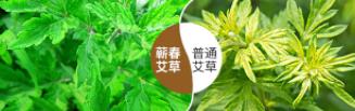 艾草和艾叶的区别有哪些 艾草和艾叶的区别你必须知道