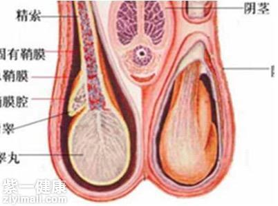 睾丸疾病一般有哪些 总结6种关于睾丸的疾病