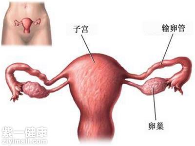 卵巢大小正常范围是多少 揭示左右侧大小一致吗