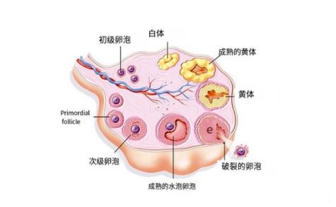 啪啪太用力黄体易破裂？男生女生都要了解