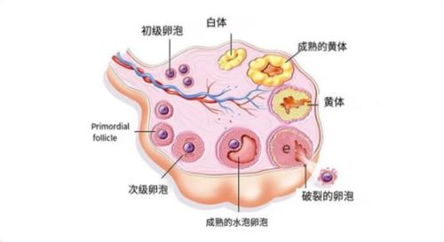 黄体破裂到底有多严重？看完不敢用力爱爱了