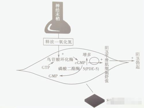 吃万艾可可以持续多久？多数都在这一范围