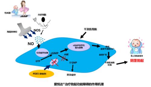 快速强效提升勃起功能，详解伐地那非的药物机