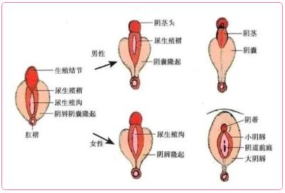 男生的蛋蛋中间为什么有条缝