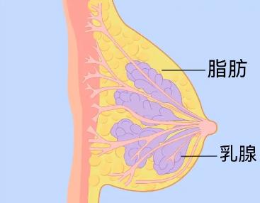 女生胸部真的会越揉越大吗？真相是...