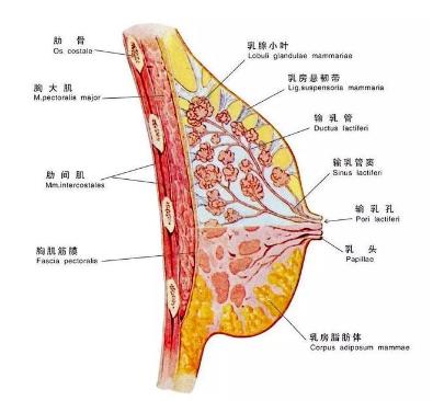 女生的胸到底有多少种形状