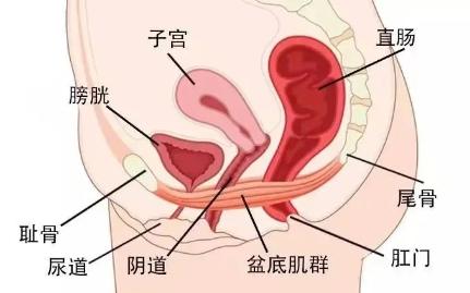 经常做提肛的女生到底有多猛