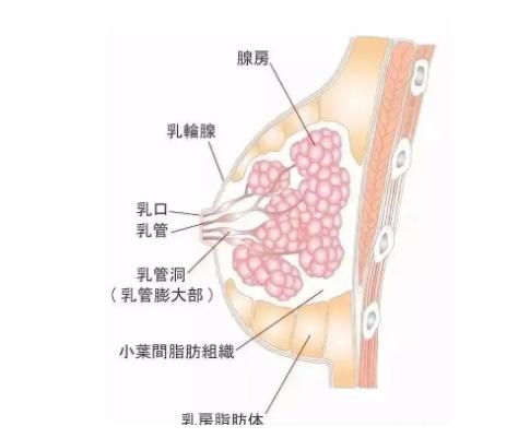 为什么女性胸部不能乱揉？关于胸部的这些知识你知多少