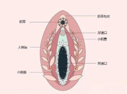 正常的女性私处长什么样？女孩子外阴长什么样才正常