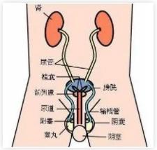 泌尿外科、男科傻傻分不清楚