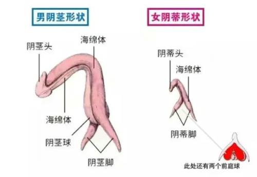 同房时想尿尿怎么办？被啪到想尿尿是怎样一种体验