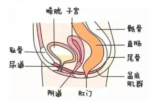 潮吹到底是个什么玩意儿