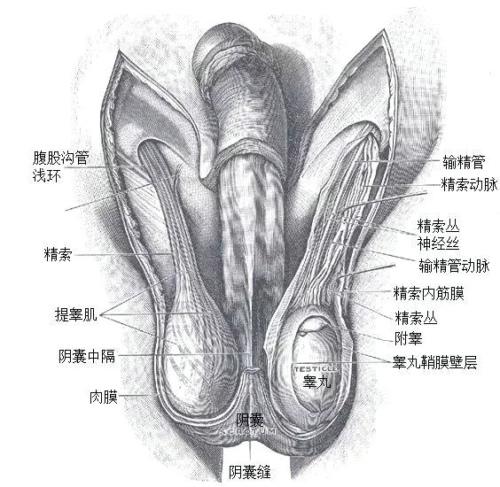 男人的小弟弟竟然会衰老