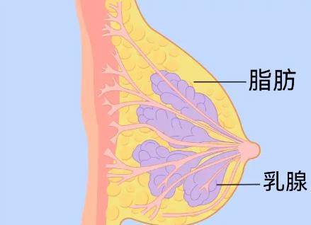 胸太小了怎么办?揉一揉就能变大了……