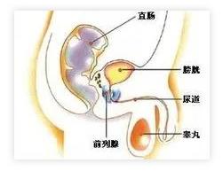 人们都在菊花里塞了什么东西？就挺离谱的