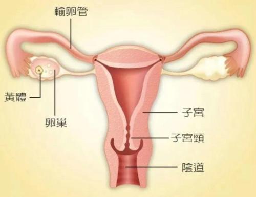 女生被怼到「花心」是什么感觉