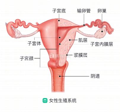 所有女生都应该知道的基础性知识