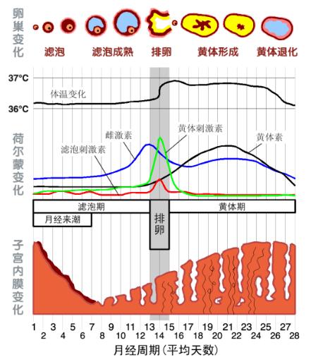 你知道吗？女生的性欲望一直被它影响...