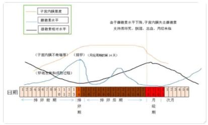 那么什么是月经？月经前为什么欲望会变得强烈