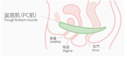 让男生更硬、女生更性福的羞羞运动这样做才有用