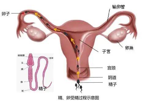 进入女性体内，没和卵子相遇的小蝌蚪去哪了