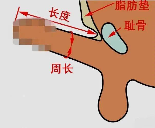 丁丁长时间不用，会「缩水」变小吗