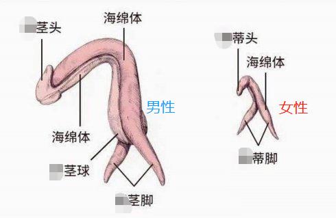 女朋友不让碰私处小豆豆怎么办