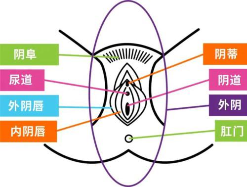 你知道要如何呵护你的阴道和外阴吗