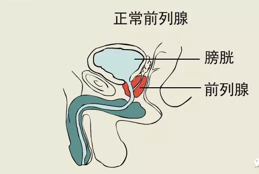 关于前列腺，你应该知道的事