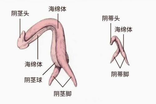 生理科普：你真的了解你的阴蒂吗