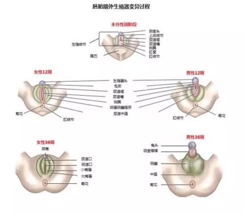 前列腺快感是怎么样的体验