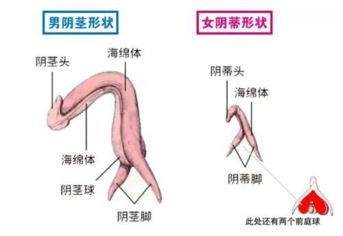 科普：爱爱时喷出的水到底是什么