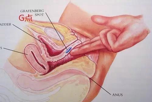 科普：G点到底在哪