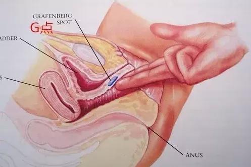 科普:传说中的G点真的存在吗